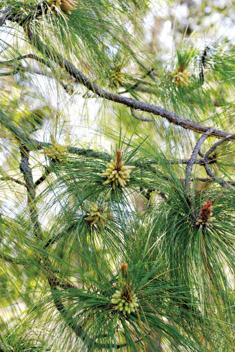 สนสามใบ Pinus kesiya Royle ex Gordon<br/>PINACEAE